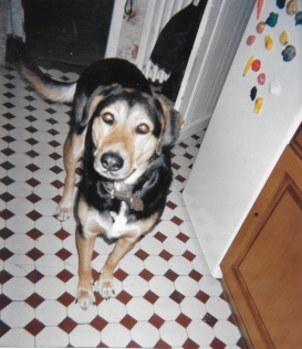 Cookie