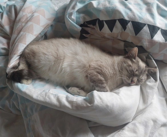 Chat qui dort