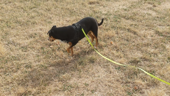 Chien en promenade avec longe