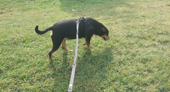 Chien en promenade